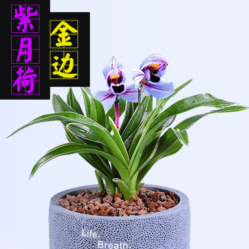 【紫月荷 】兰花苗浓香型 建兰四季兰 矮种金边线艺兰花盆栽花