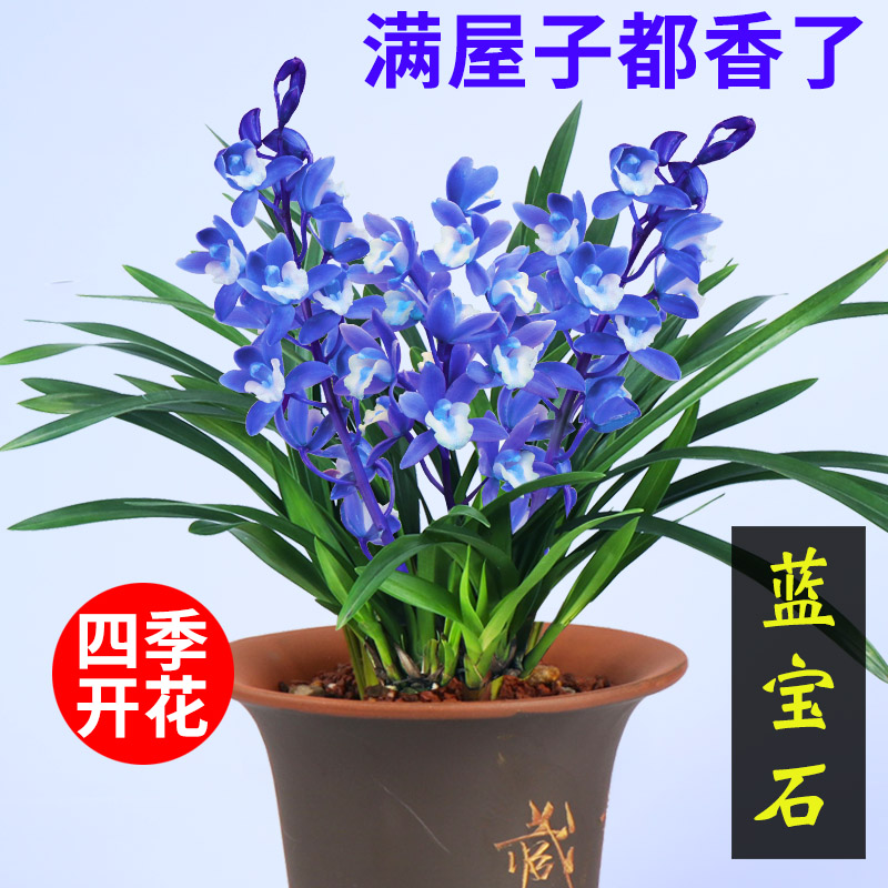 建兰四季兰 蓝宝石有香味的兰花苗 夏带花苞出售花卉好养兰花盆栽