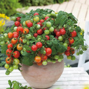9.9元2包番茄种子盆栽四季易活小西红苗柿植物室内外水果花种籽孑