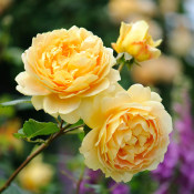 藤本月季黄金庆典爬藤花卉植物室内花蔷薇盆栽玫瑰阳台四季好养的